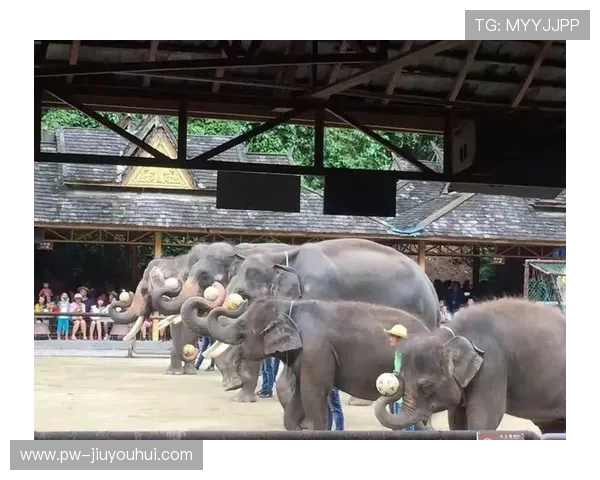 拿起足球跳舞的奇妙旅程探索如何在运动与艺术中找到自由的节奏